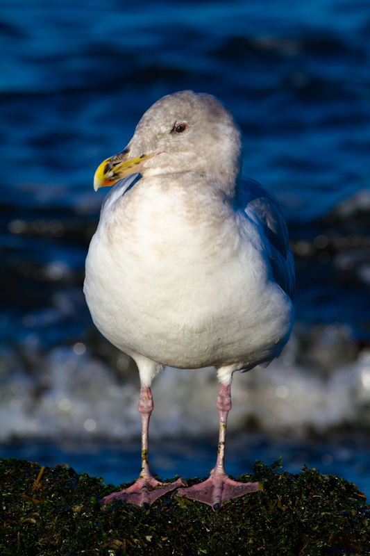 Gull